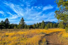 Coconino Colors